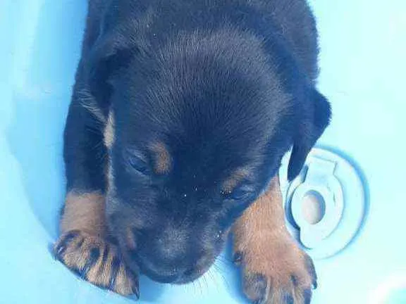 Cachorro raça Srd idade Abaixo de 2 meses nome Rock