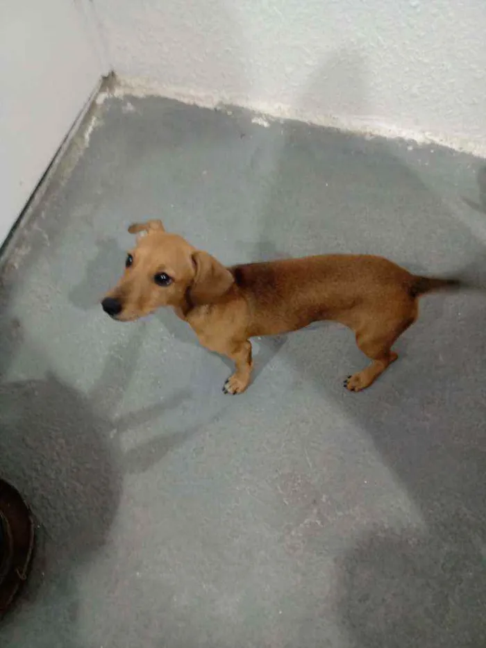 Cachorro ra a Linguiça  idade 7 a 11 meses nome Mel