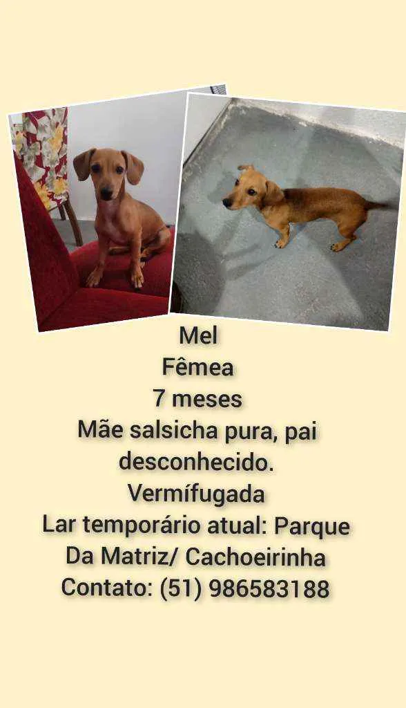 Cachorro ra a Linguiça  idade 7 a 11 meses nome Mel