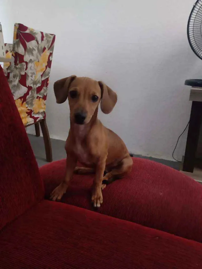 Cachorro ra a Linguiça  idade 7 a 11 meses nome Mel