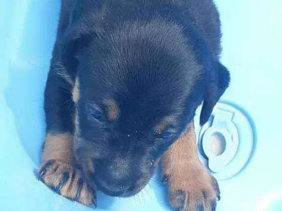 Cachorro raça Srd idade Abaixo de 2 meses nome Rock