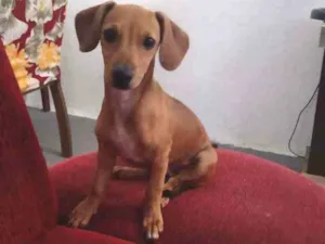 Cachorro raça Linguiça  idade 7 a 11 meses nome Mel