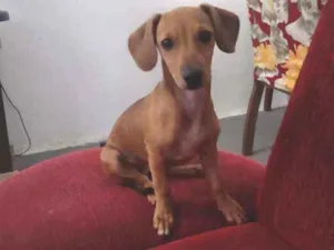 Cachorro raça Linguiça  idade 7 a 11 meses nome Mel