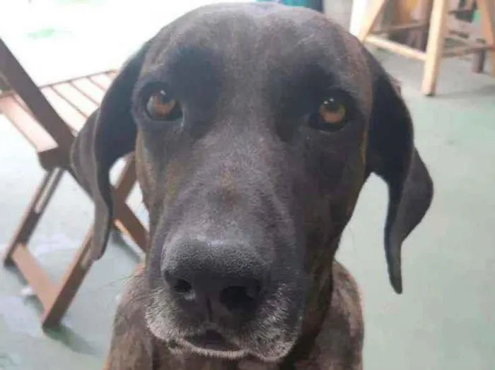 Cachorro raça Sem raça definida  idade 4 anos nome Madalena