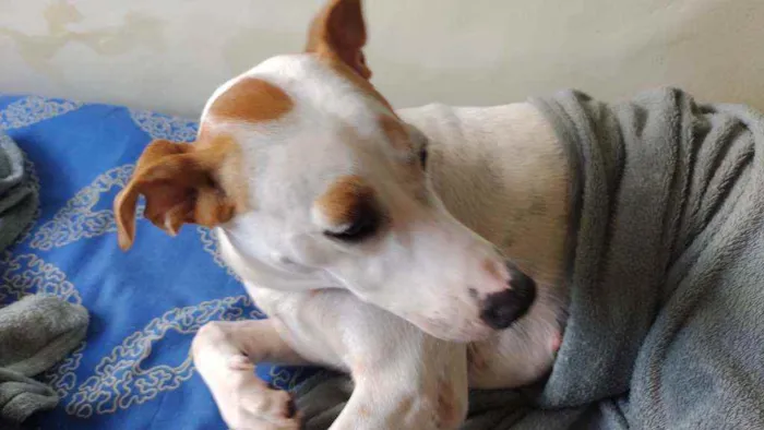 Cachorro ra a Sem raça definida idade 1 ano nome Pietá