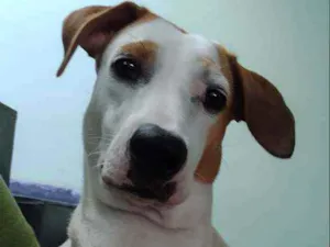 Cachorro raça Sem raça definida idade 1 ano nome Pietá