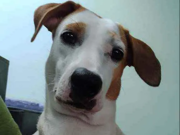 Cachorro ra a Sem raça definida idade 1 ano nome Pietá