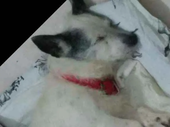 Cachorro ra a Vira lata idade  nome Poli