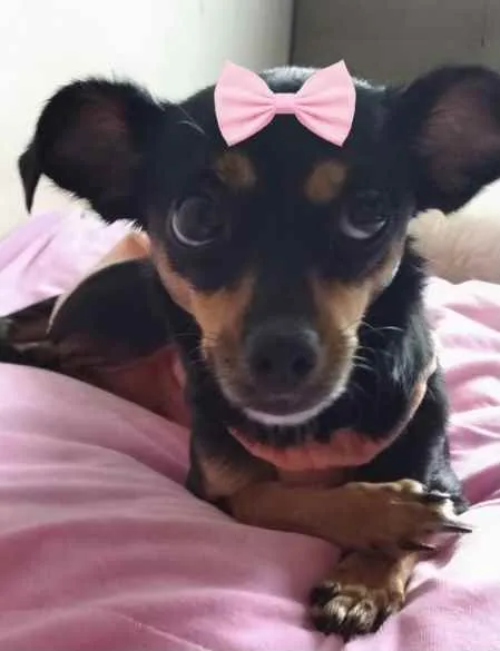 Cachorro ra a Mestiça  idade 1 ano nome Mel 