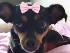 Cachorro raça Mestiça  idade 1 ano nome Mel 