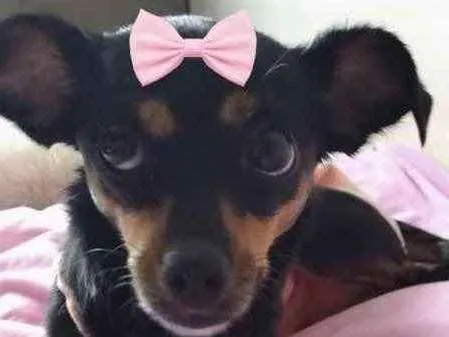 Cachorro ra a Mestiça  idade 1 ano nome Mel 