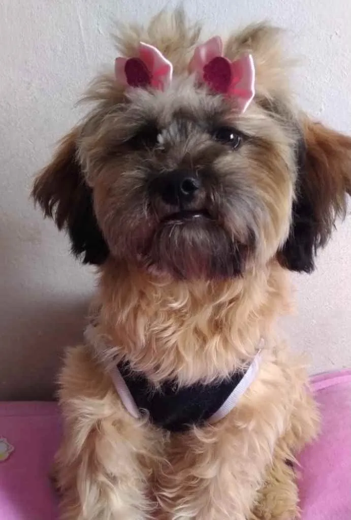 Cachorro ra a Mestiça  idade 7 a 11 meses nome Pandora 