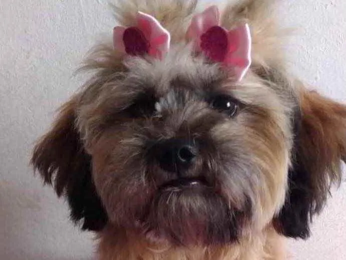 Cachorro ra a Mestiça  idade 7 a 11 meses nome Pandora 