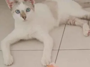 Gato raça srd idade 1 ano nome Atena