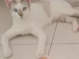 Atena