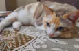 Mia