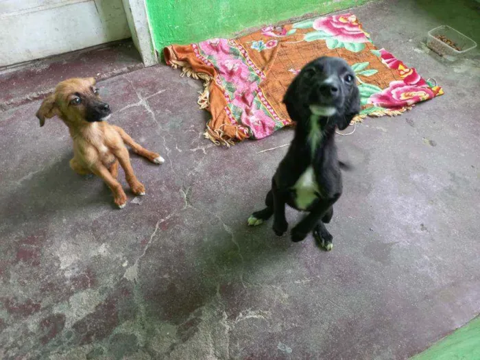Cachorro ra a Indefinida idade 2 a 6 meses nome Não tem