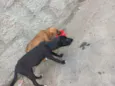 Não tem