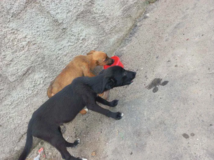 Cachorro ra a Indefinida idade 2 a 6 meses nome Não tem