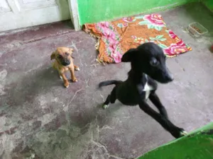 Cachorro raça Indefinida idade 2 a 6 meses nome Não tem