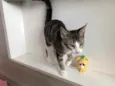 Os batutinhas