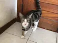 Os batutinhas