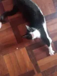 Frajolinha