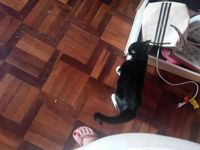 Gato ra a SRD idade  nome Frajolinha