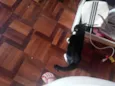 Frajolinha
