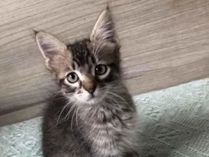 Gato raça SRD idade 2 a 6 meses nome Os batutinhas 
