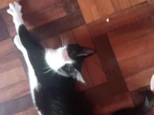 Gato raça SRD idade  nome Frajolinha