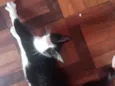 Frajolinha