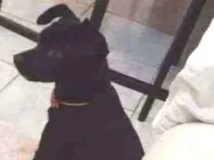 Cachorro raça SRD idade 1 ano nome Matilda