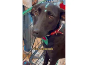 Cachorro raça SRD idade 7 a 11 meses nome Nany