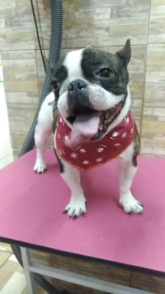 Cachorro ra a Bulldog francês  idade 5 anos nome Apollo 