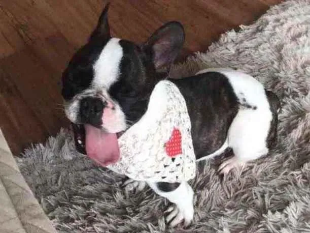 Cachorro ra a Bulldog francês  idade 5 anos nome Apollo 