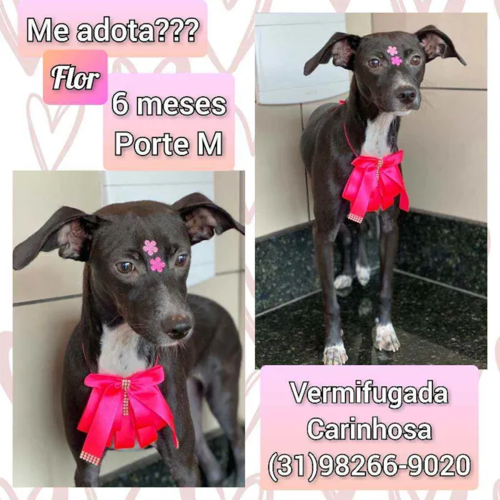 Cachorro raça SRD idade 2 a 6 meses nome Flor 