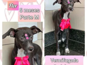 Cachorro raça SRD idade 2 a 6 meses nome Flor 