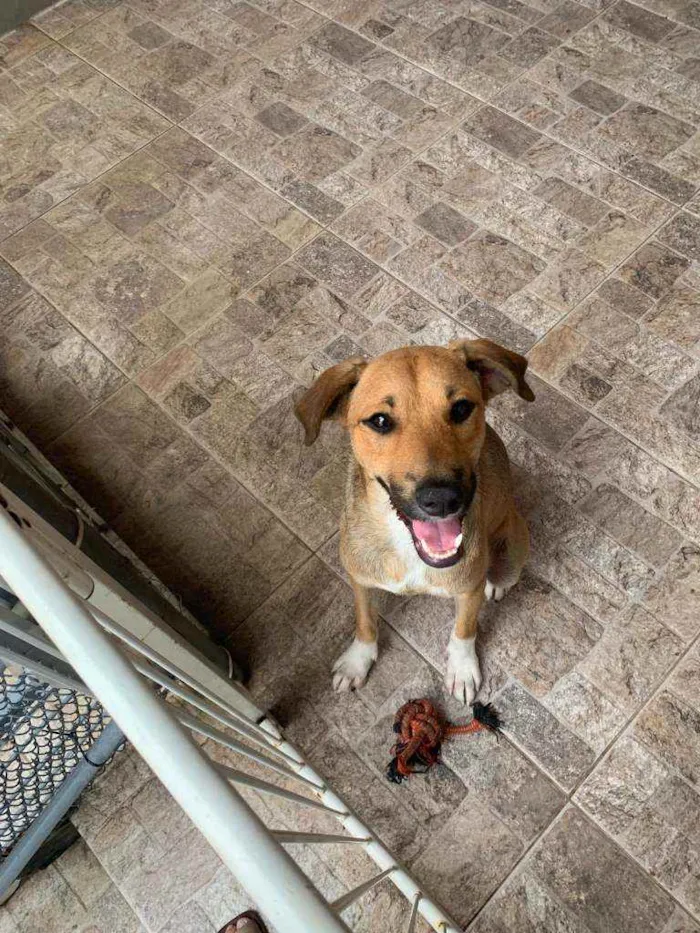 Cachorro ra a SRD idade 1 ano nome CARAMELO