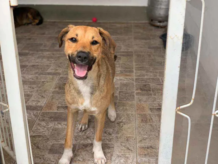 Cachorro ra a SRD idade 1 ano nome CARAMELO