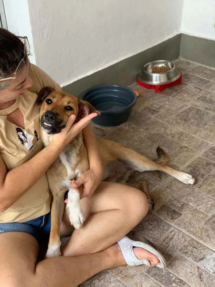 Cachorro ra a SRD idade 1 ano nome CARAMELO
