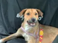 CARAMELO