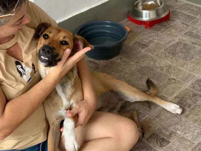 Cachorro ra a SRD idade 1 ano nome CARAMELO