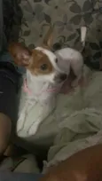 Lulu