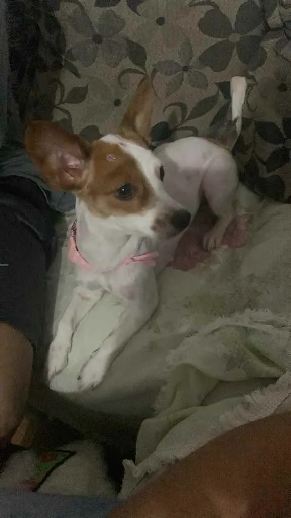 Cachorro ra a  idade 2 anos nome Lulu