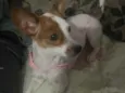 Lulu