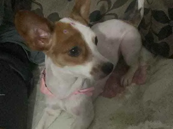 Cachorro ra a  idade 2 anos nome Lulu