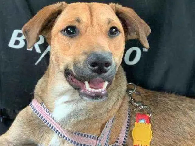 Cachorro ra a SRD idade 1 ano nome CARAMELO