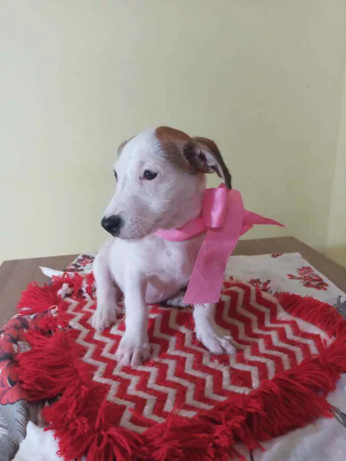 Cachorro raça Srd idade Abaixo de 2 meses nome Chanel