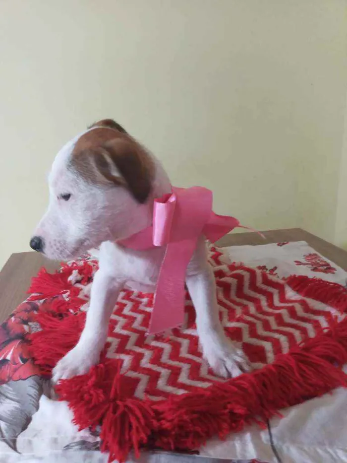 Cachorro raça Srd idade Abaixo de 2 meses nome Chanel